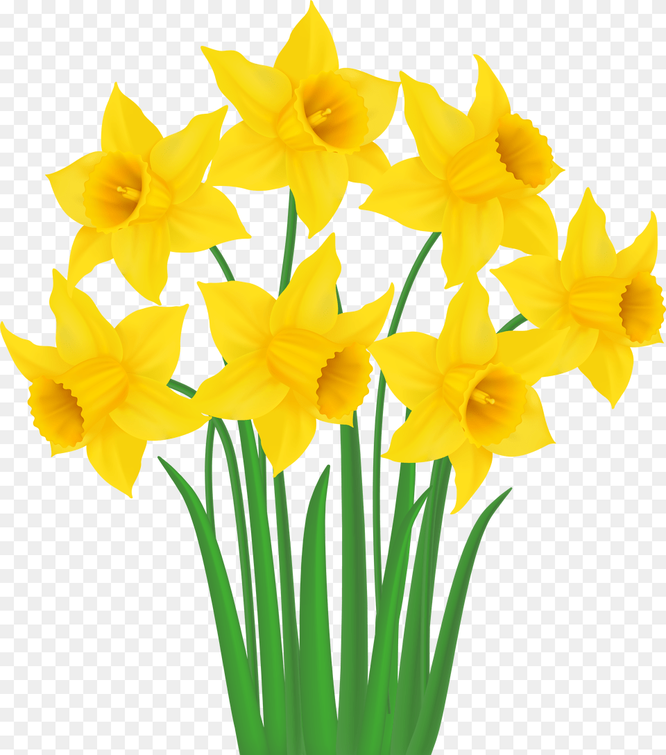 Daffodil Vector, Aircraft, Airliner, Airplane, Transportation Free Transparent Png