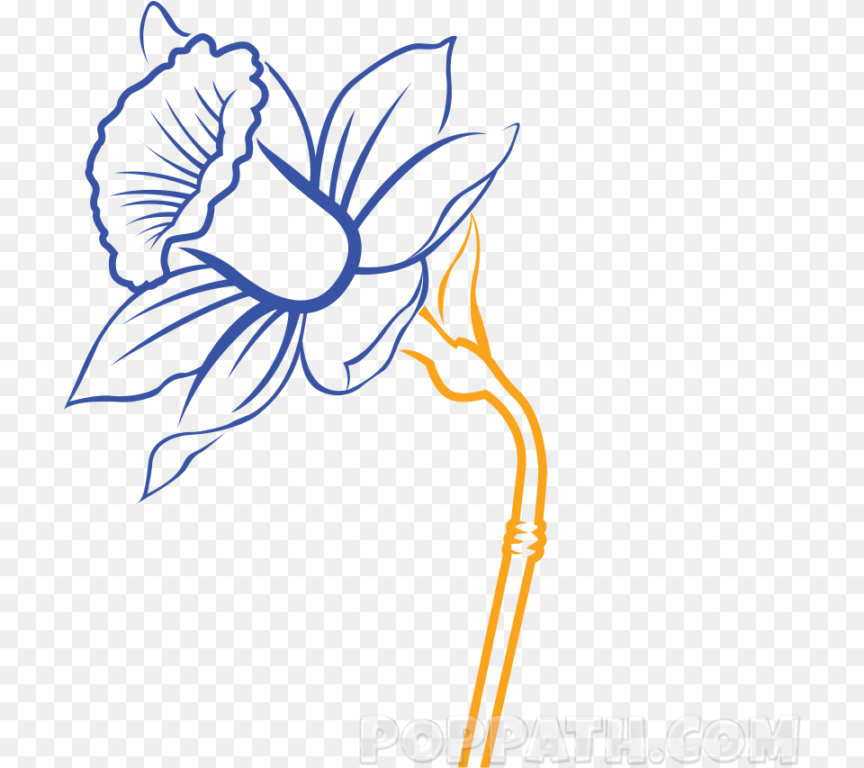 Daffodil Vector Simple Daffodil Flower Drawing Narcissus Flower Drawing Easy, Light, Art, Person Free Png