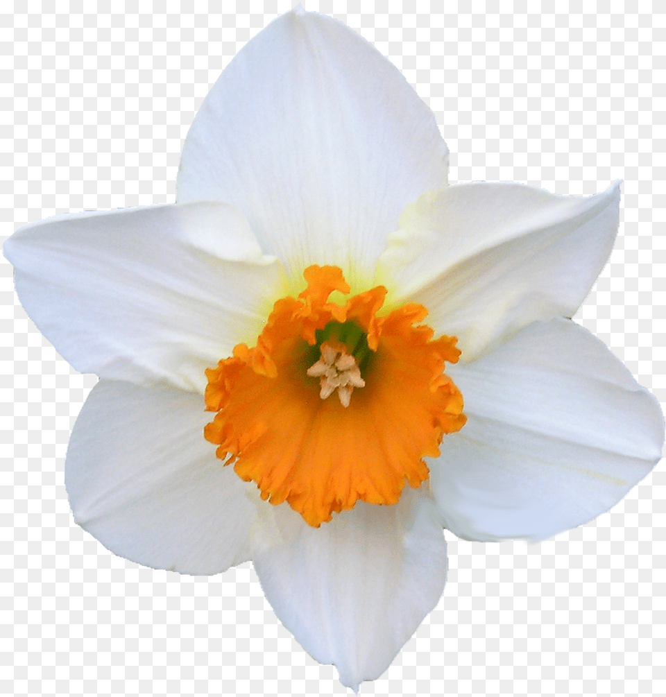 Daffodil White And Orange Flower White Daffodil Flower, Plant, Person Free Transparent Png