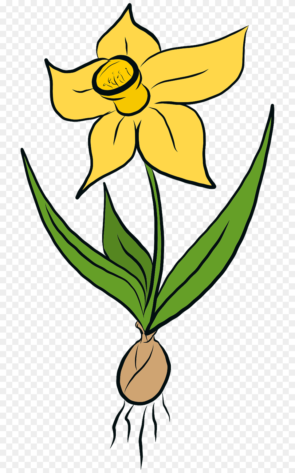 Daffodil With Bulb Clipart, Flower, Plant Free Png