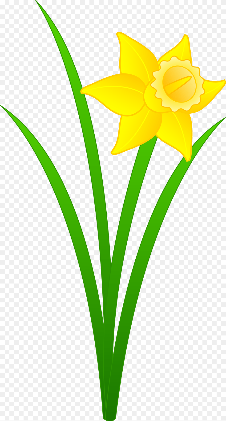 Daffodil Yellow Flower Drawing Image Clip Art Daffodil, Plant Free Transparent Png