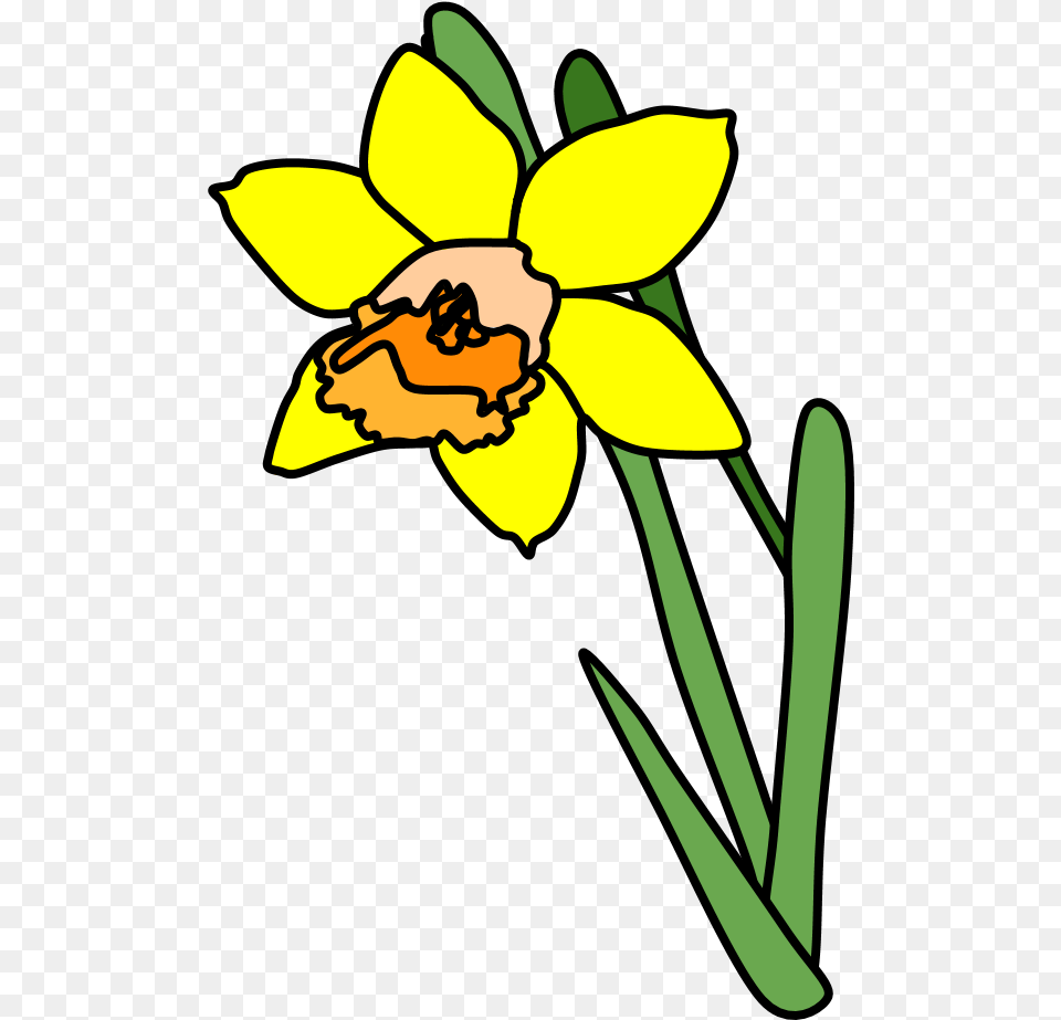 Daffodil Yellow Orange, Flower, Plant, Person, Face Free Transparent Png