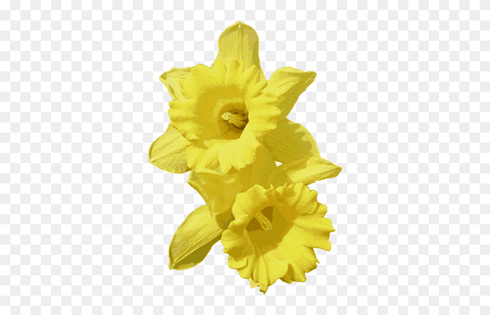 Daffodils, Daffodil, Flower, Plant Png