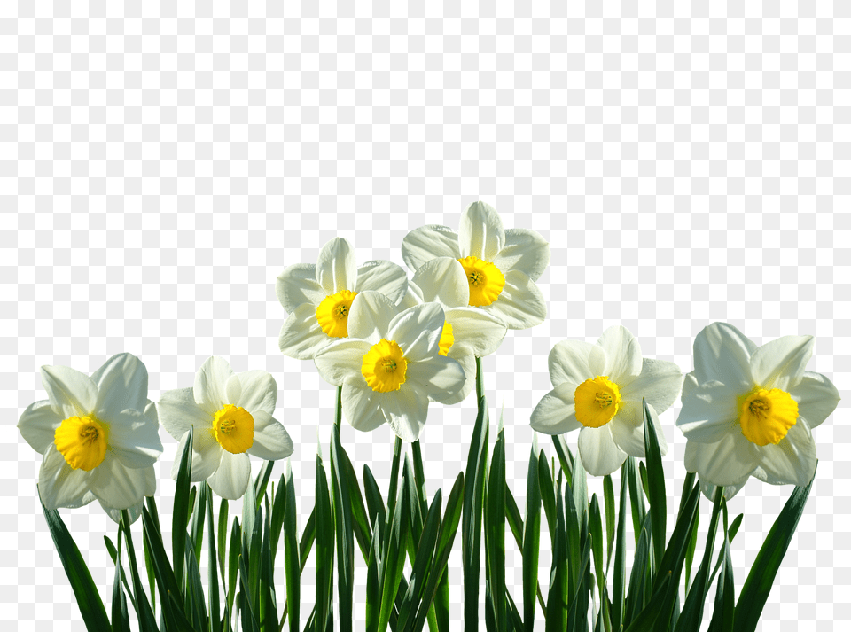 Daffodils Daffodil, Flower, Plant Free Transparent Png