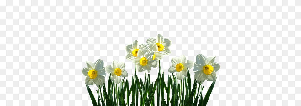 Daffodils Daffodil, Flower, Plant Free Transparent Png