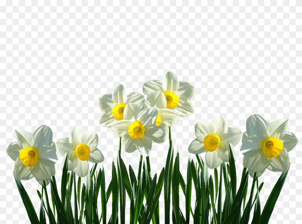 Daffodils Daffodil, Flower, Plant Png Image