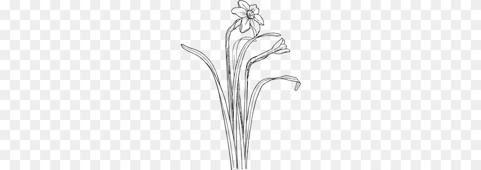 Daffodils Gray Free Transparent Png