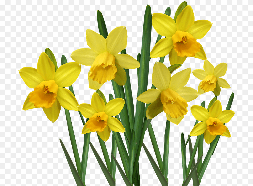 Daffodils Bulbs Flowers Garden Nature Cut Out Onkile, Daffodil, Flower, Plant Free Png Download