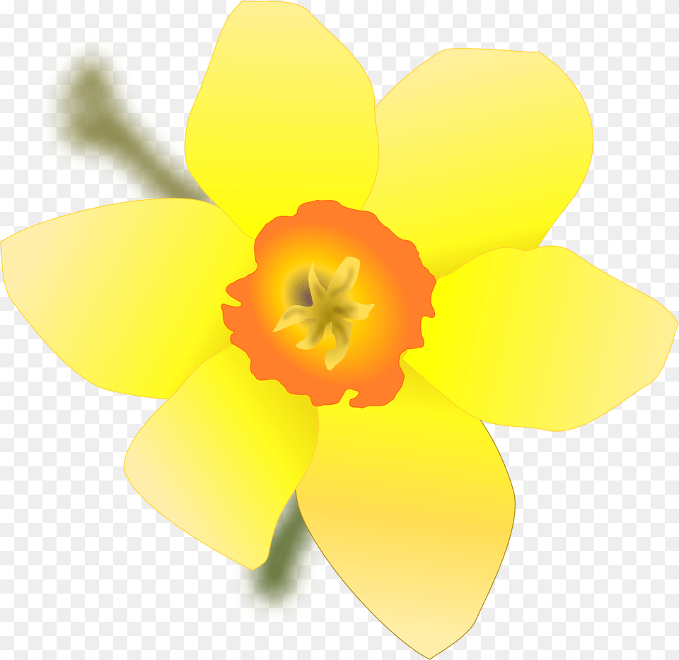 Daffodils Clipart, Daffodil, Flower, Plant, Person Free Transparent Png