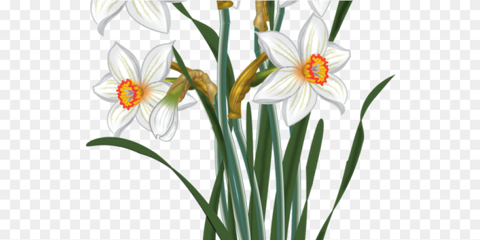 Daffodils Clipart Daffodil Flower Narcissus Clipart, Plant, Anther, Pollen Free Transparent Png