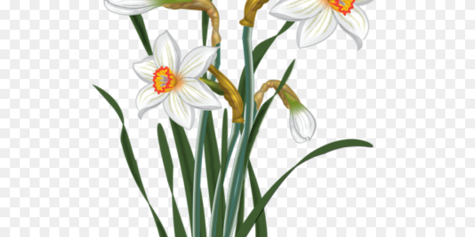 Daffodils Clipart Mothering Sunday, Flower, Plant, Daffodil, Chandelier Free Png Download