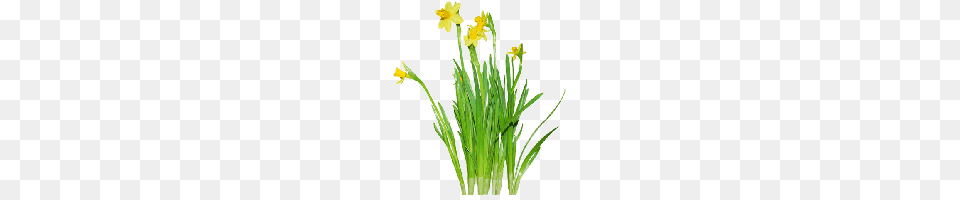 Daffodils Clipart One, Daffodil, Flower, Plant Free Transparent Png