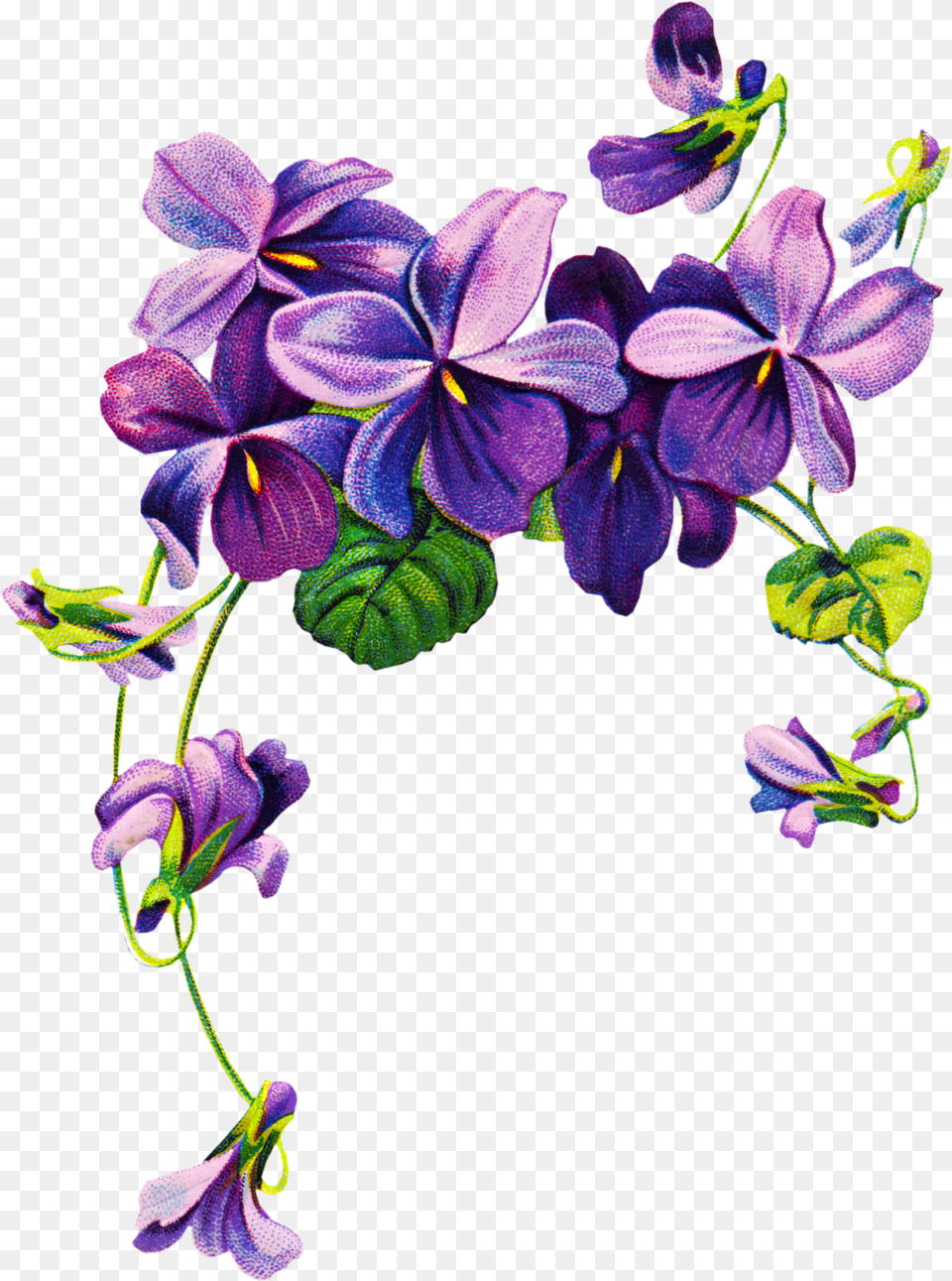Daffodils Clipart Violet, Flower, Geranium, Plant, Purple Free Png Download
