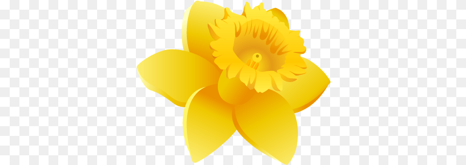 Daffodils Clipart Wales Daffodil Icon, Flower, Plant Free Transparent Png