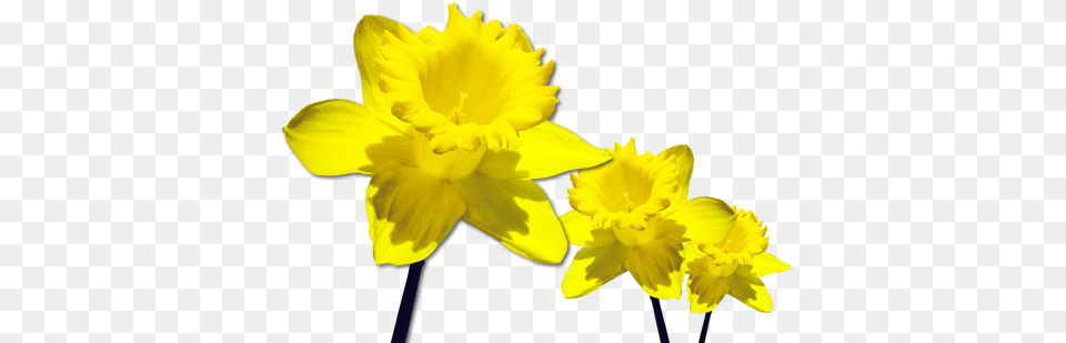 Daffodils Clipart Wind, Daffodil, Flower, Plant Png Image
