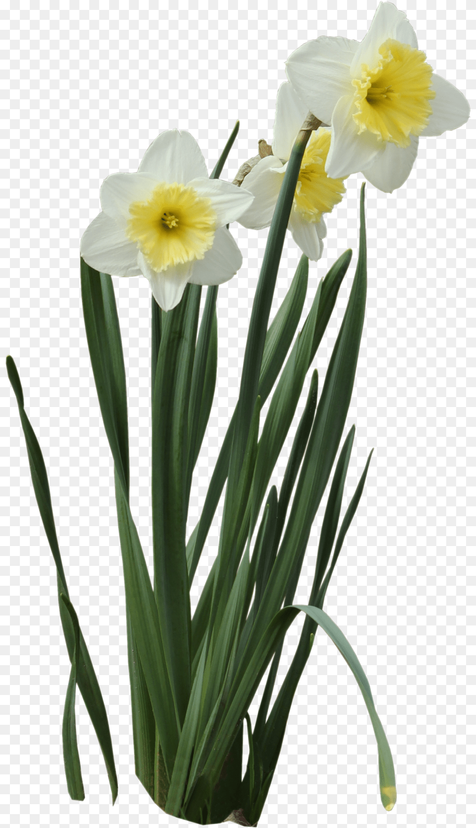 Daffodils Daffodil, Flower, Plant Free Png Download
