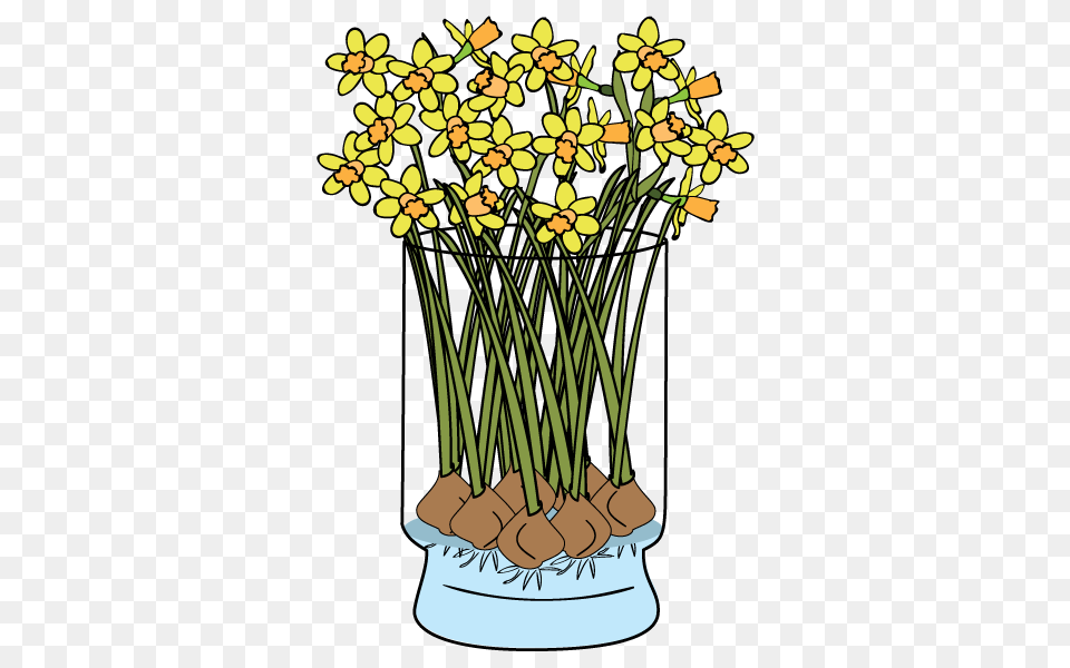 Daffodils Faq Bloomaker, Daffodil, Flower, Flower Arrangement, Plant Png