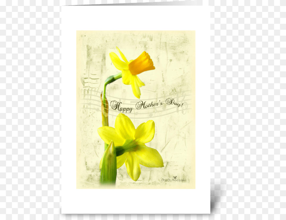 Daffodils For Mother S Day Greeting Card Narcissus, Daffodil, Flower, Plant Free Transparent Png