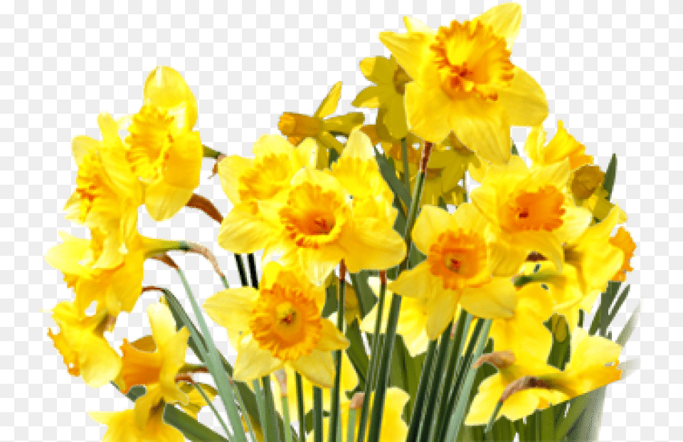 Daffodils Images Transparent Daffodil, Flower, Plant Png
