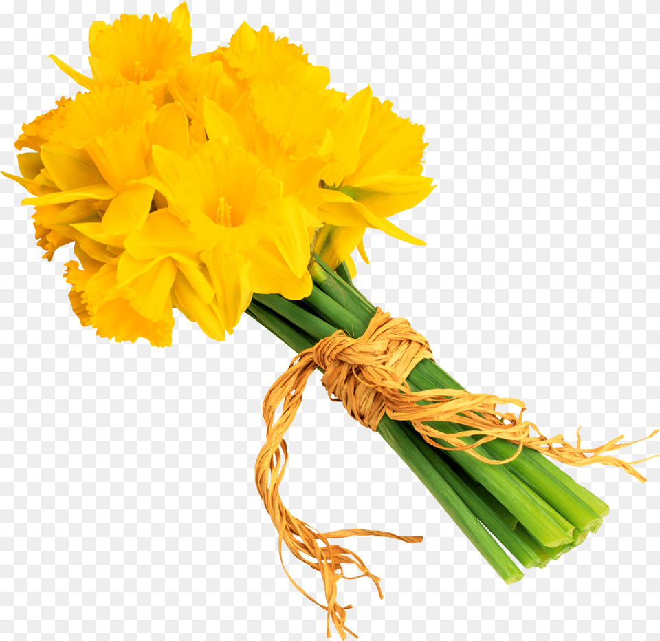 Daffodils In Format Daffodil, Flower, Flower Arrangement, Flower Bouquet, Plant Free Png