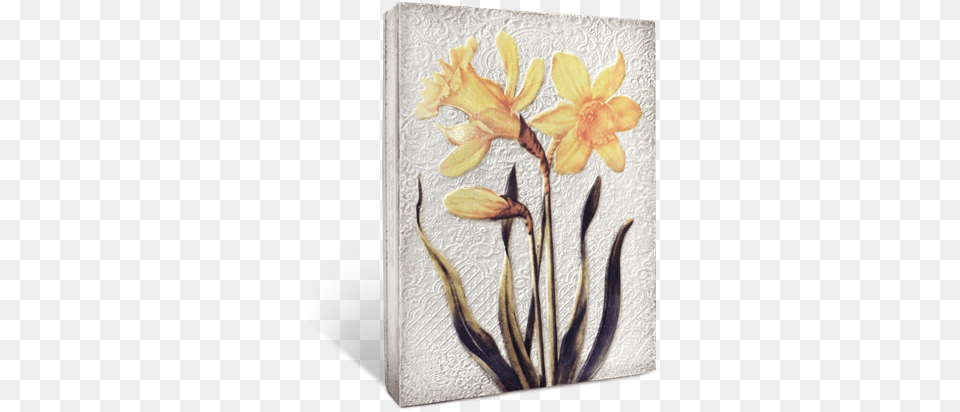Daffodils Orange Decorative, Daffodil, Flower, Plant, Book Free Png