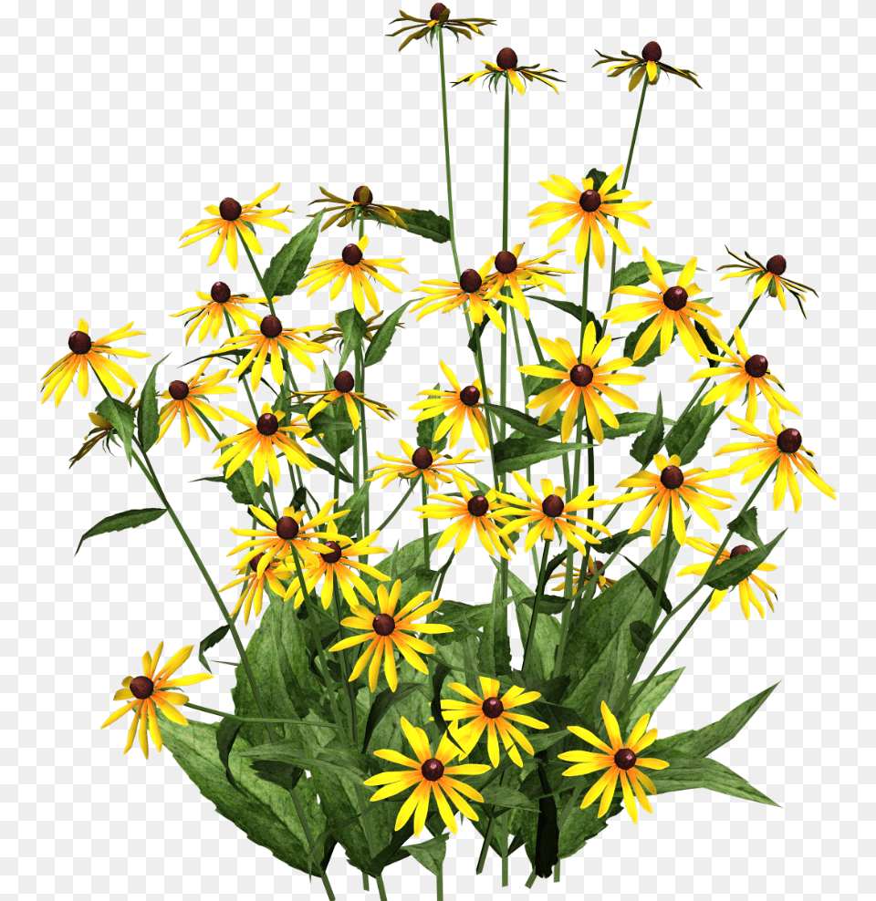 Daffodils Poplar Blackeyed Susans Black Eyed Susan, Daisy, Flower, Plant, Petal Free Png