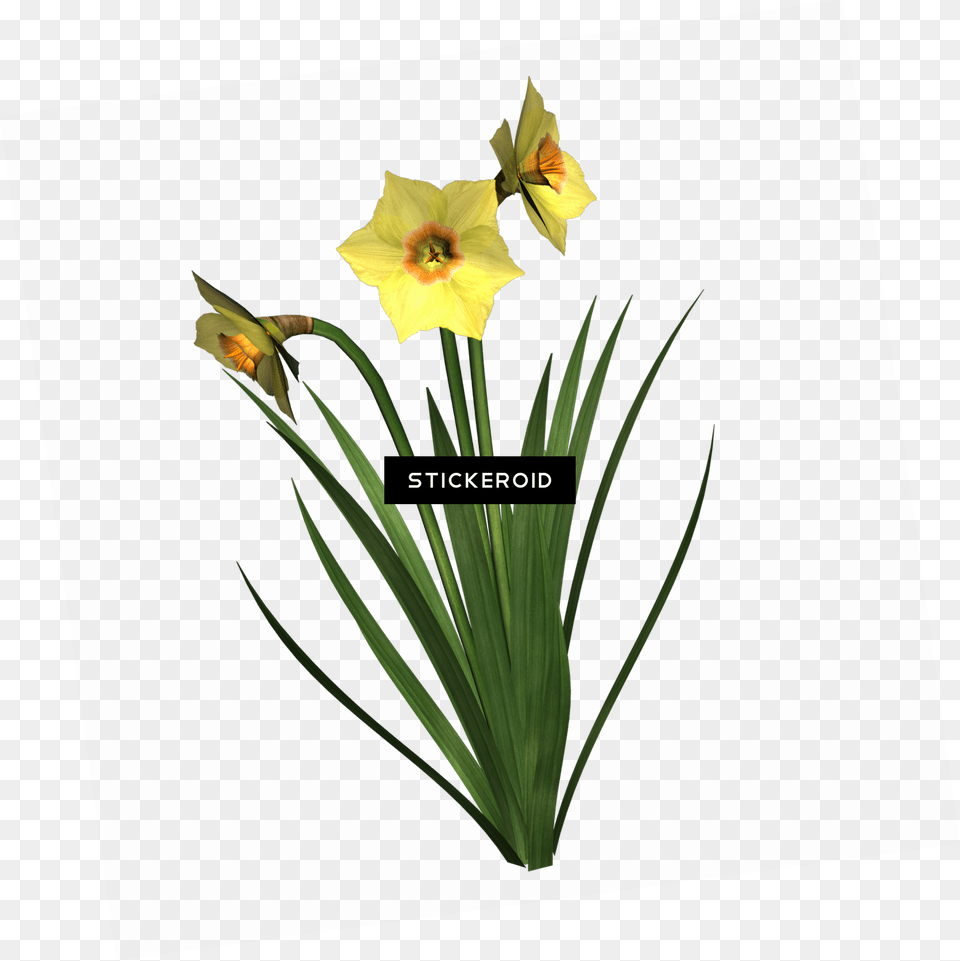 Daffodils Portable Network Graphics, Daffodil, Flower, Plant Free Transparent Png
