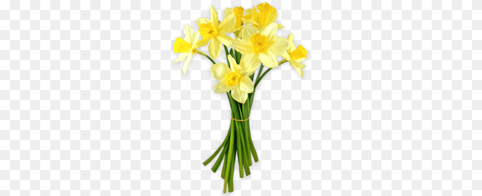 Daffodils Tied Together, Daffodil, Flower, Plant, Flower Arrangement Free Png Download