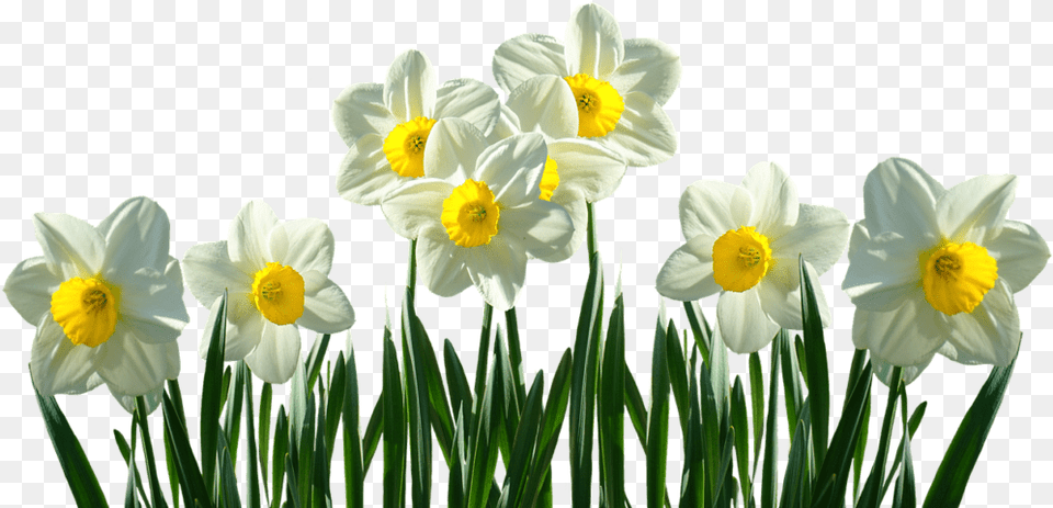 Daffodils Transparent, Daffodil, Flower, Plant Free Png Download
