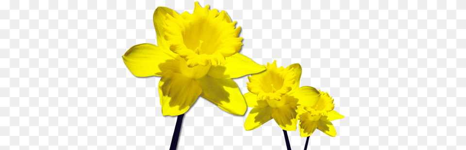 Daffodils Transparent All March Flower Of The Month, Daffodil, Plant Free Png Download