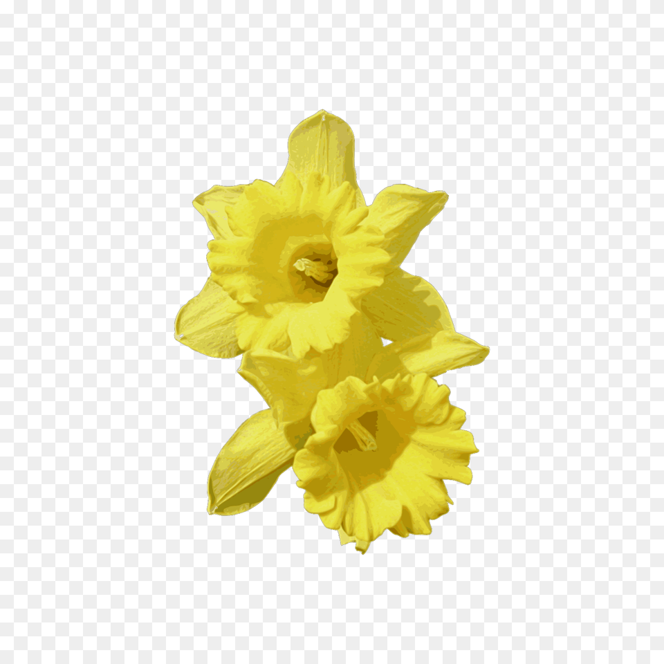 Daffodils Transparent Cartoon Daffodil, Flower, Plant, Rose Free Png