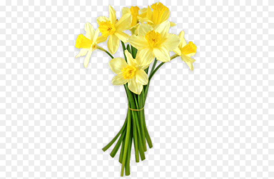 Daffodils Transparent Images, Daffodil, Flower, Plant, Flower Arrangement Free Png