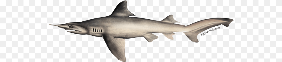 Daggernose Shark, Animal, Fish, Sea Life Free Png Download