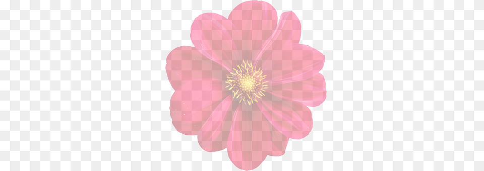 Dahlia Anther, Daisy, Flower, Petal Png Image