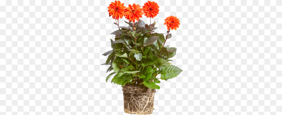 Dahlia, Flower, Flower Arrangement, Flower Bouquet, Geranium Free Png Download