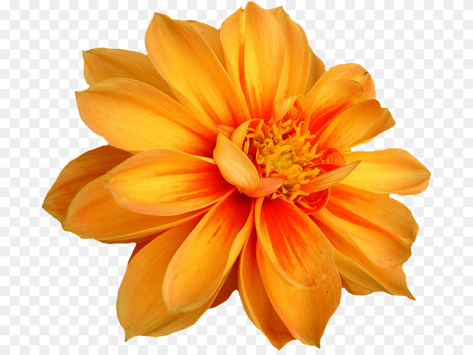 Dahlia Flower, Petal, Plant, Daisy Free Png