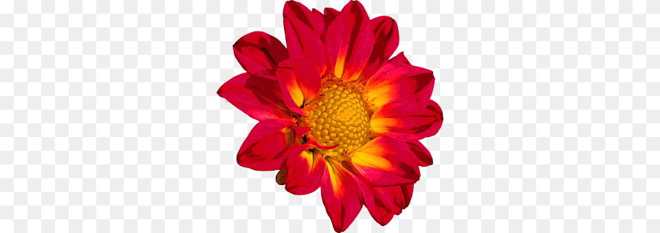Dahlia Daisy, Flower, Petal, Plant Png