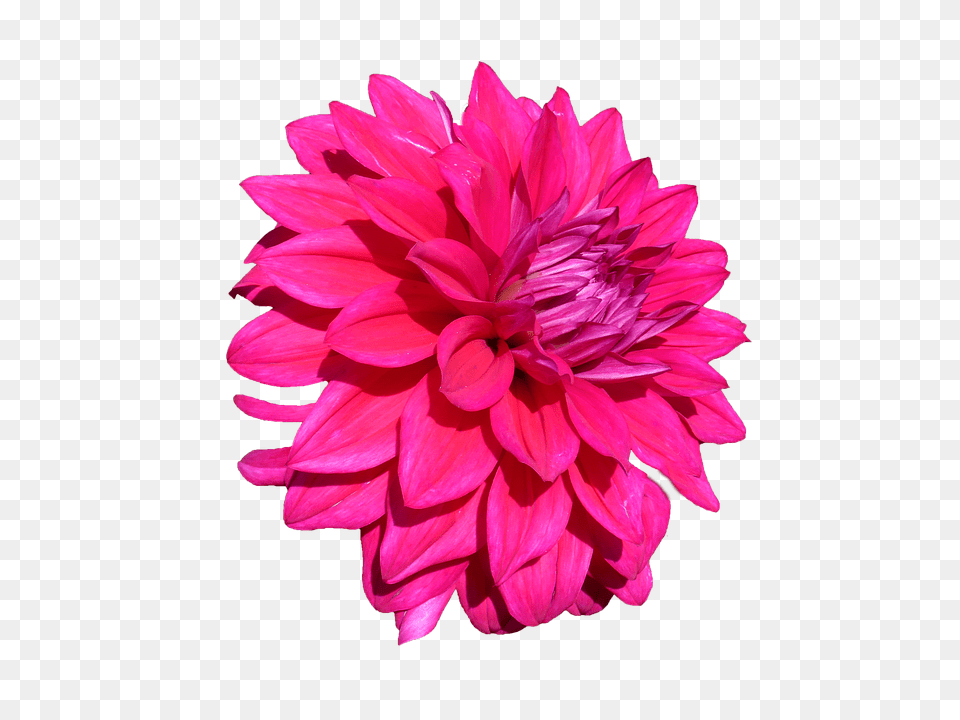 Dahlia Flower, Plant, Petal Png