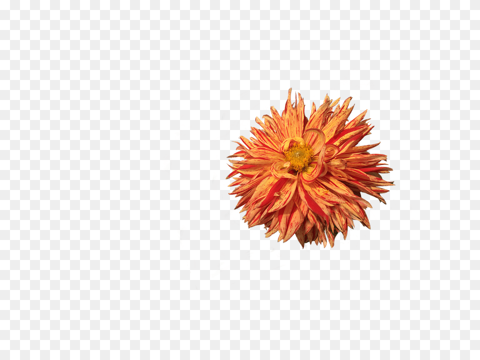 Dahlia Daisy, Flower, Plant, Fireworks Free Transparent Png
