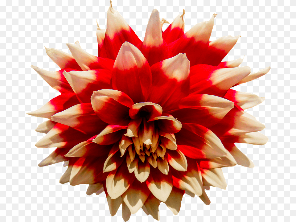 Dahlia Flower, Plant, Rose Free Transparent Png