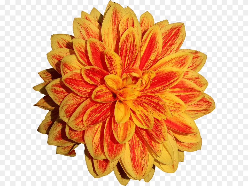 Dahlia Flower, Plant Png Image