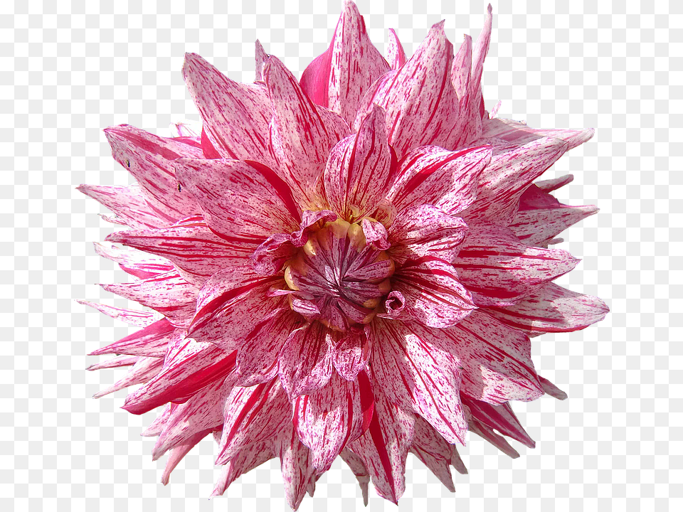 Dahlia Flower, Plant Free Transparent Png