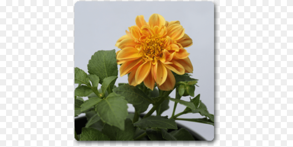 Dahlia, Flower, Plant, Daisy, Petal Free Transparent Png