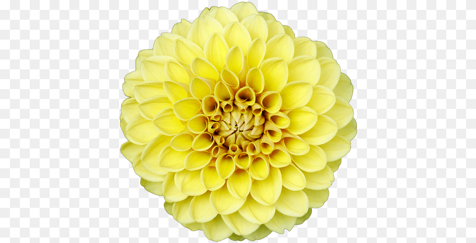 Dahlia, Flower, Plant, Petal Free Png