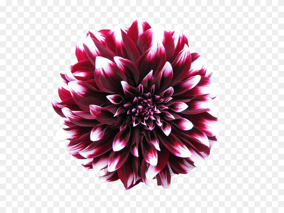 Dahlia Flower, Plant Free Transparent Png
