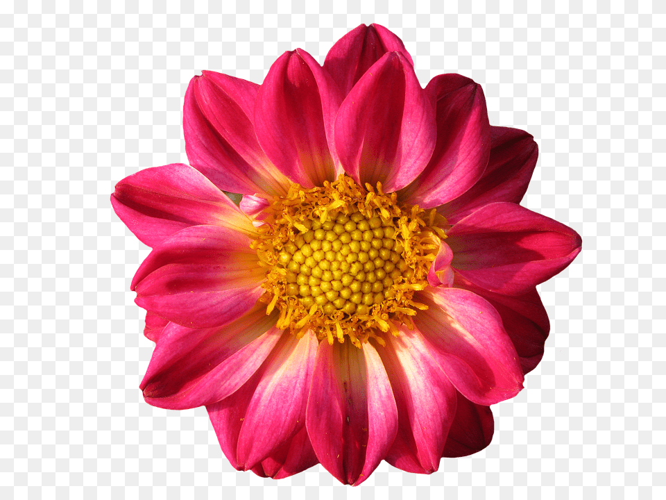 Dahlia Daisy, Flower, Petal, Plant Free Transparent Png