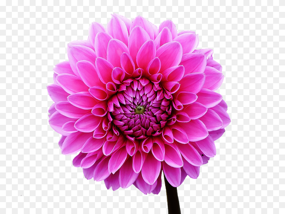 Dahlia Flower, Plant, Daisy, Petal Free Png