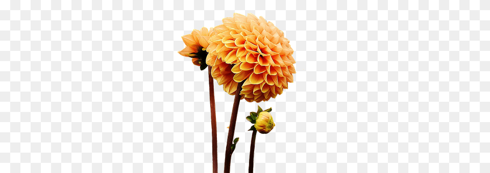 Dahlia Flower, Plant Free Png Download