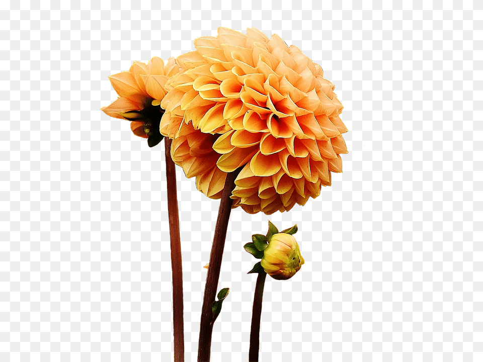 Dahlia Flower, Plant, Petal Png