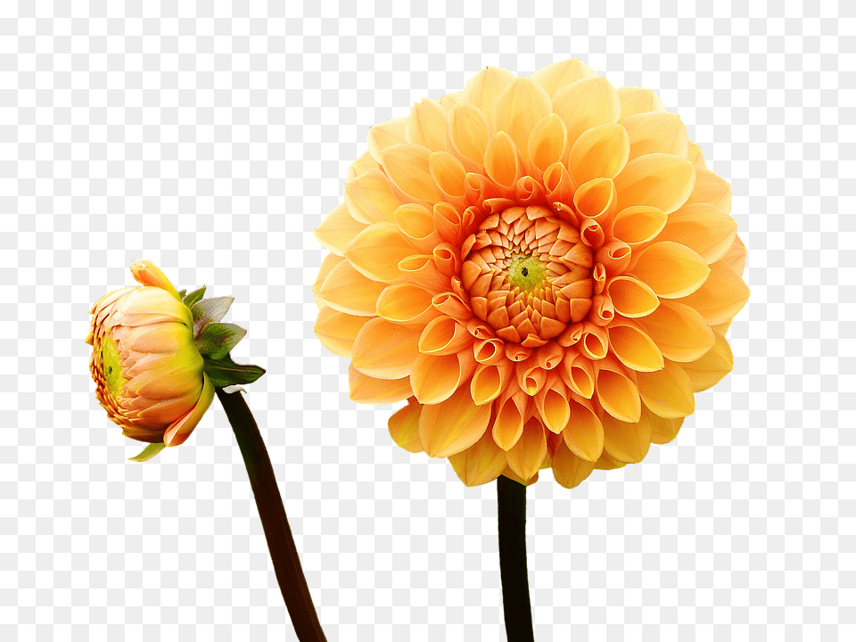 Dahlia Flower, Plant, Petal, Daisy Png